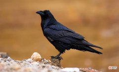 【爱历史】从神鸟到孝鸟，最后沦落为恶鸟，乌鸦的悲剧为什么会发生在宋朝？