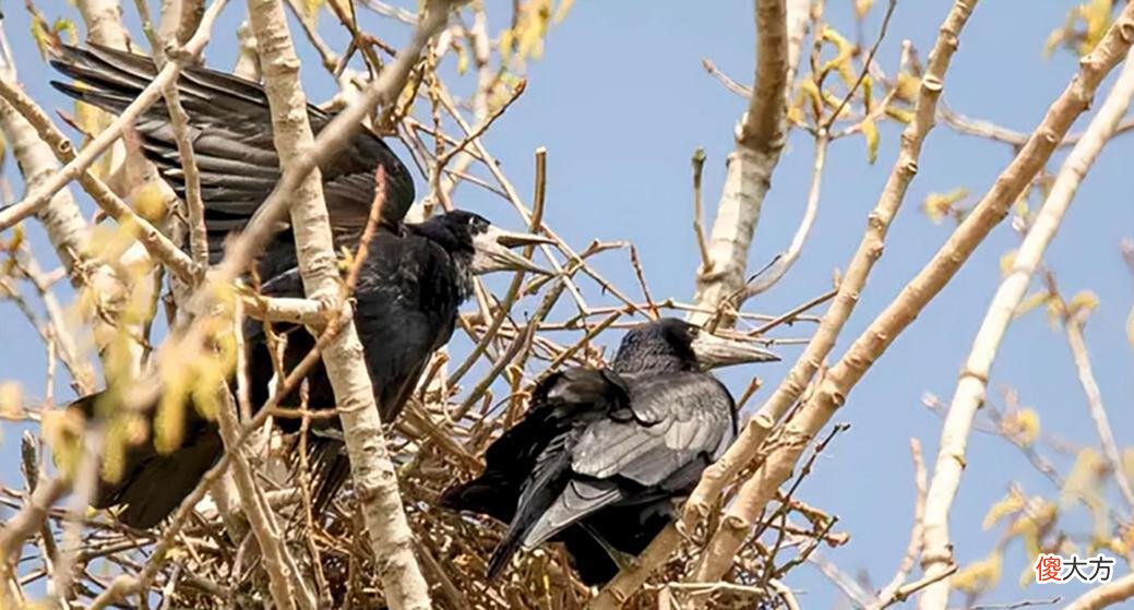 【爱历史】从神鸟到孝鸟，最后沦落为恶鸟，乌鸦的悲剧为什么会发生在宋朝？
