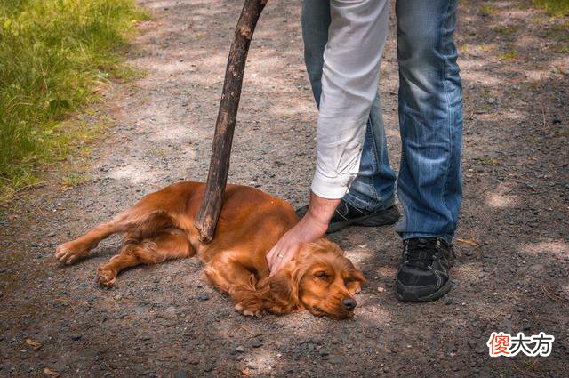 孩子以前有爱心，现在却喜欢“虐待”小动物？背后三个原因别忽略