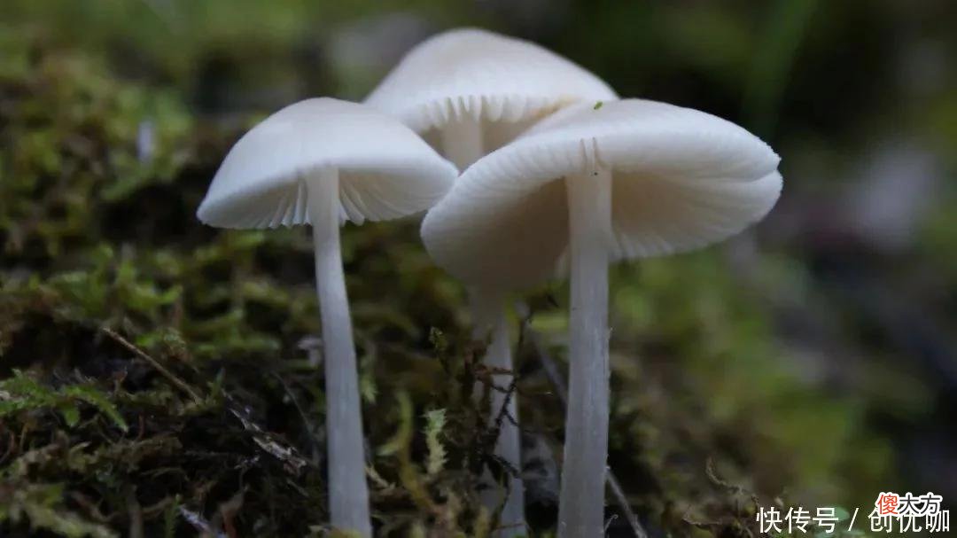 【十二星座】2022下半年，好运四起的3大生肖，爱情事业皆有所获，喜事成双