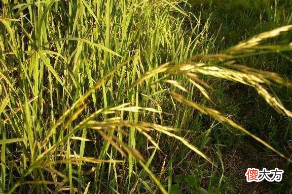 【爱历史】出土过一种神秘的黑颗粒，经过鉴定是一种绝迹植物