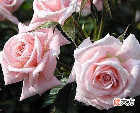 生日花语·六月