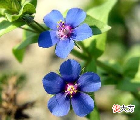 生日花语·六月