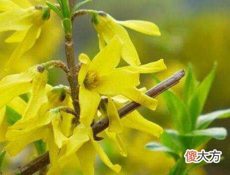 生日花语·六月