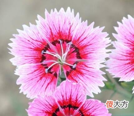 生日花语·六月