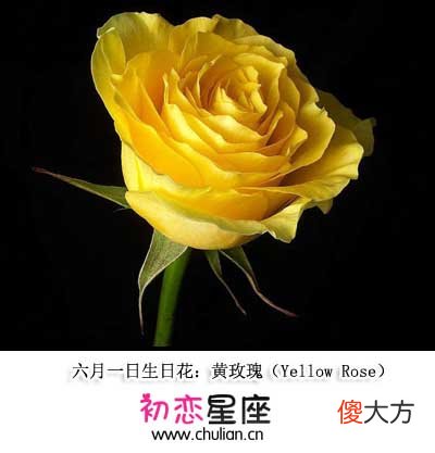 生日花语·六月