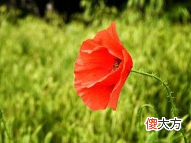 生日花语·六月