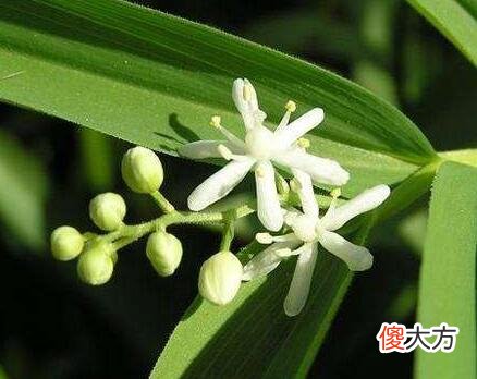 生日花语·五月