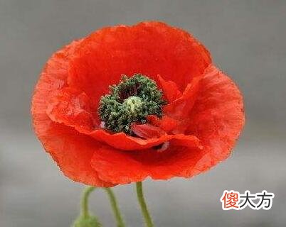 生日花语·五月
