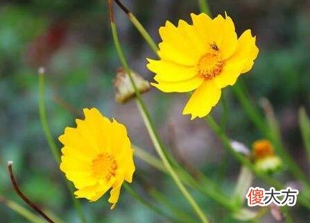生日花语·五月