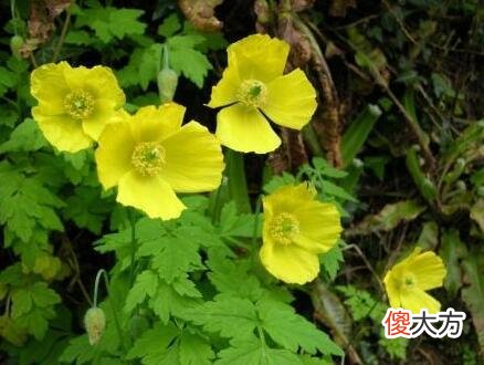 生日花语·五月
