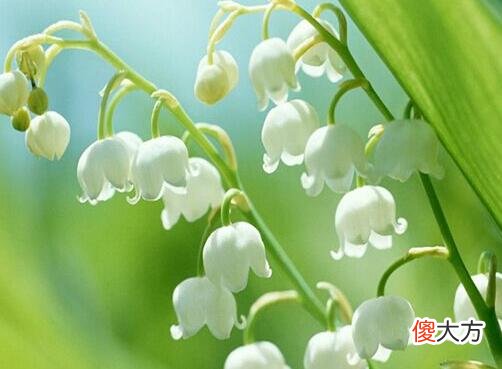 生日花语·五月