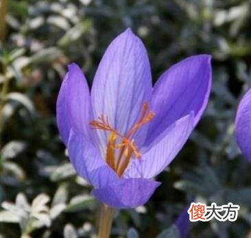 生日花语·五月