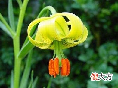 生日花语·五月