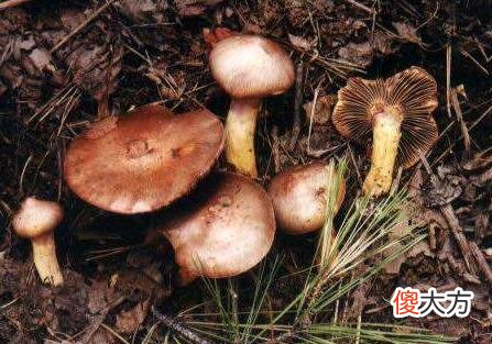 生日花语·九月