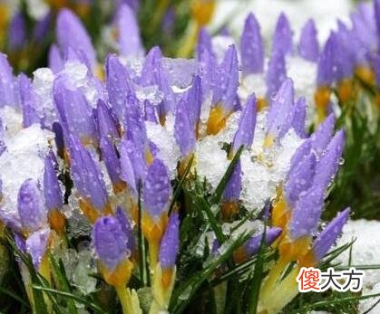 生日花语·九月