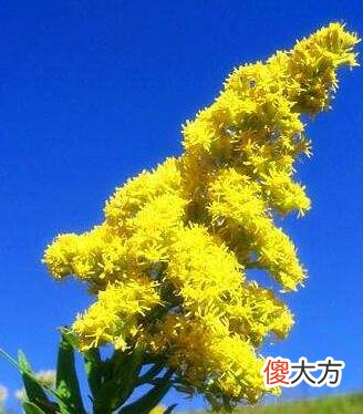 生日花语·九月