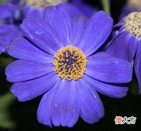 生日花语·九月