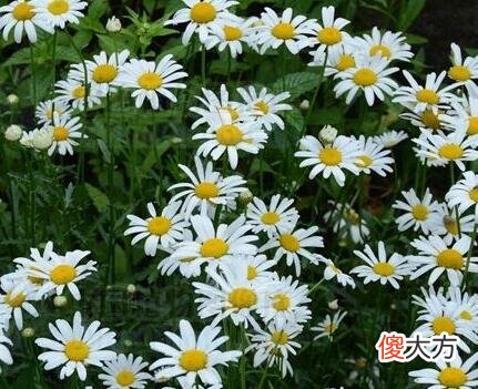 生日花语·九月