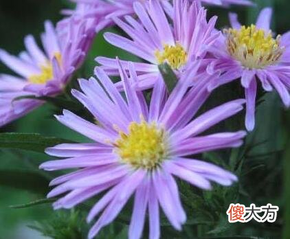 生日花语·九月