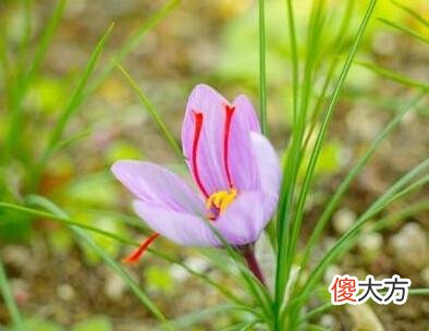 生日花语·九月