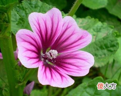 生日花语·九月