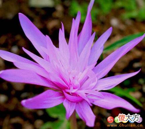 生日花语·九月