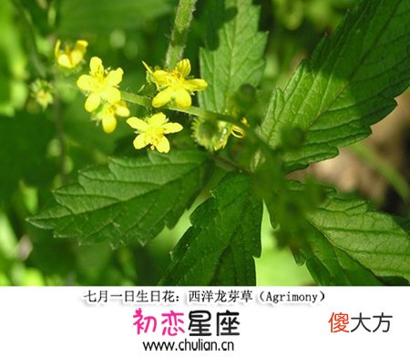 生日花语·七月