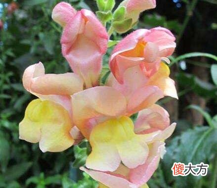 生日花语·七月