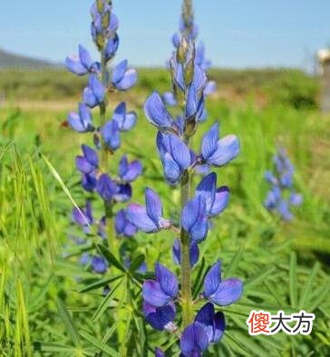 生日花语·七月