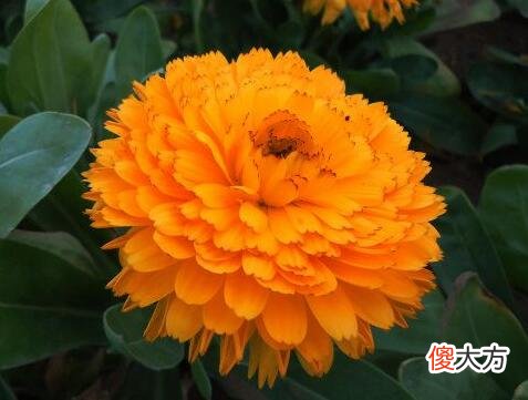 生日花语·七月