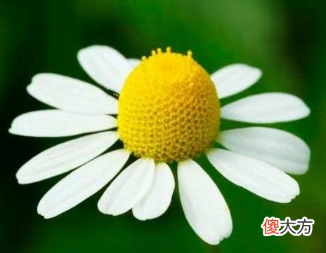 生日花语·七月