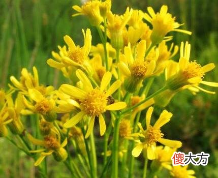生日花语·七月