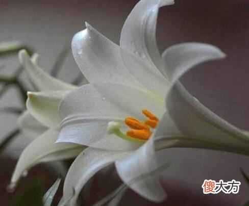 生日花语·七月