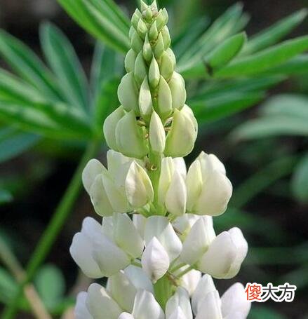 生日花语·七月