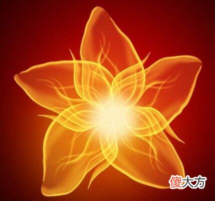生日花语·十一月