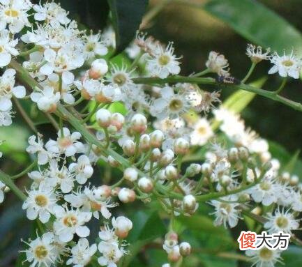 生日花语·十一月