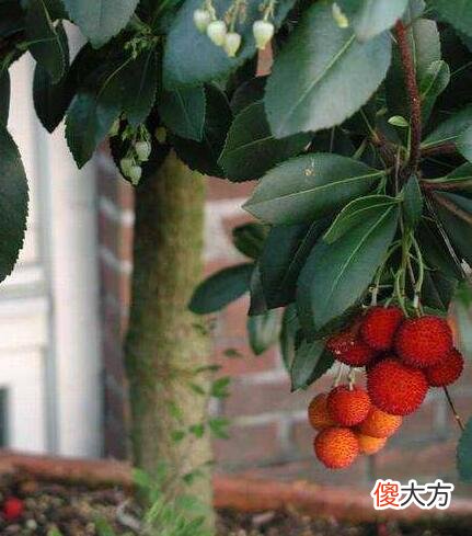 生日花语·十一月