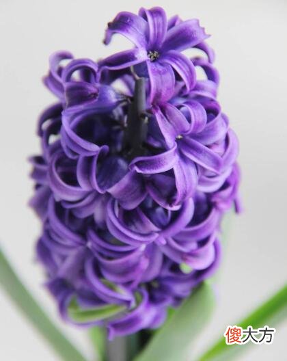 生日花语·十一月