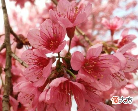 生日花语·十一月