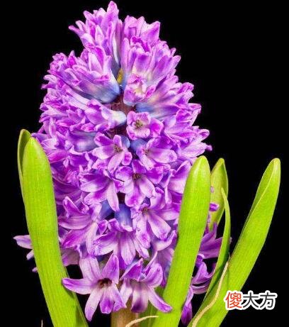 生日花语·十一月