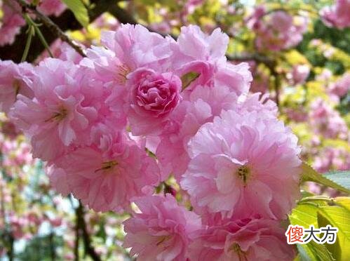 生日花语·十一月