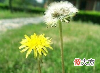 生日花语·八月