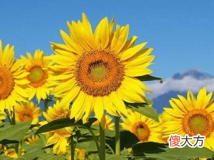生日花语·八月