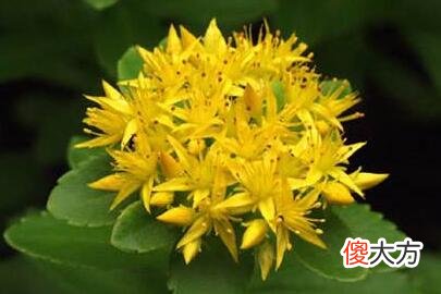 生日花语·八月
