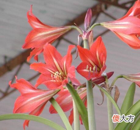 生日花语·八月