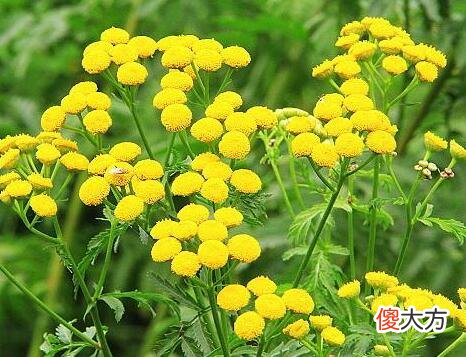 生日花语·八月