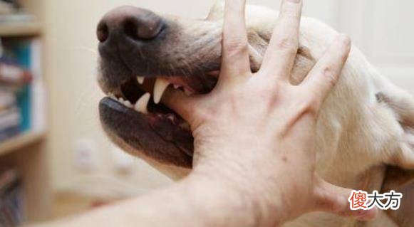 【历史故事】古人在没有狂犬疫苗的情况下，被狗咬了需要怎么处理吗