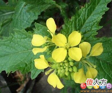 生日花语·四月