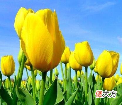 生日花语·四月